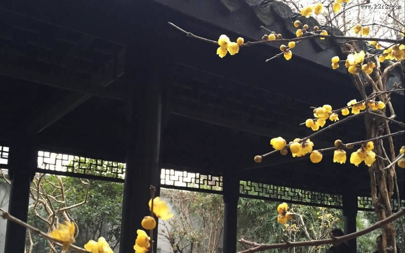 黄色腊梅图片