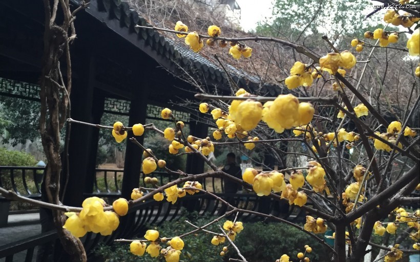 黄色腊梅图片
