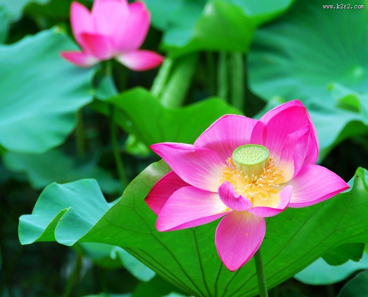娇艳的荷花图片