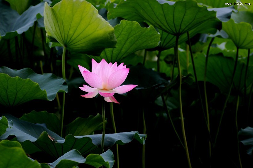 娇艳的荷花图片