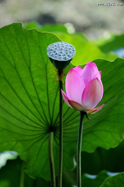 娇艳的荷花图片