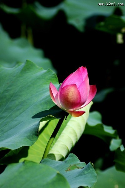 娇艳的荷花图片