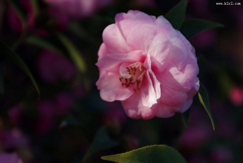 妩媚的茶花图片