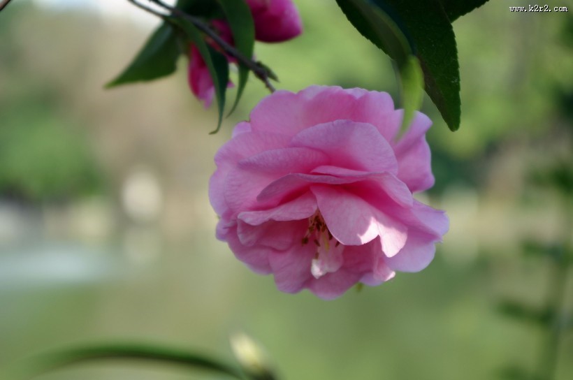 妩媚的茶花图片