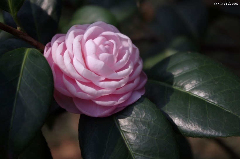 妩媚的茶花图片