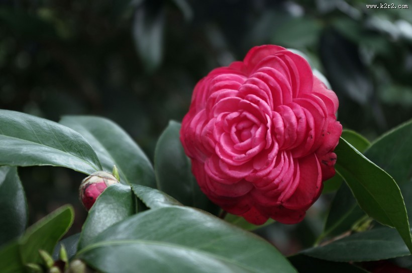 妩媚的茶花图片