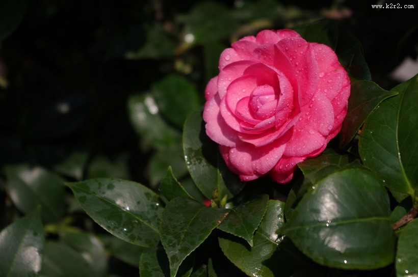 妩媚的茶花图片