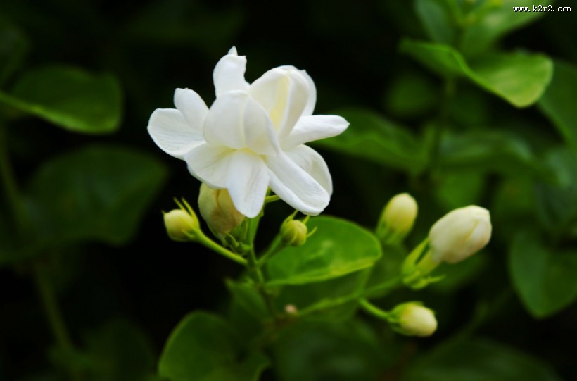 洁白的茉莉花图片