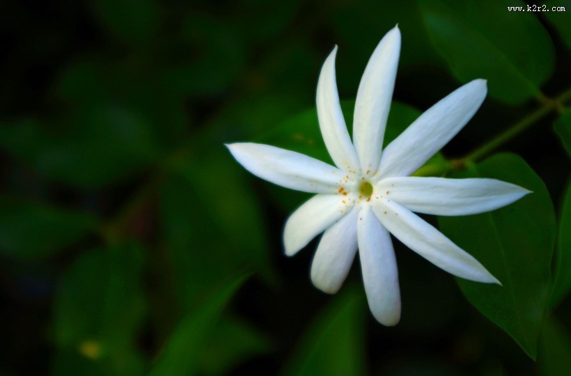 洁白的茉莉花图片