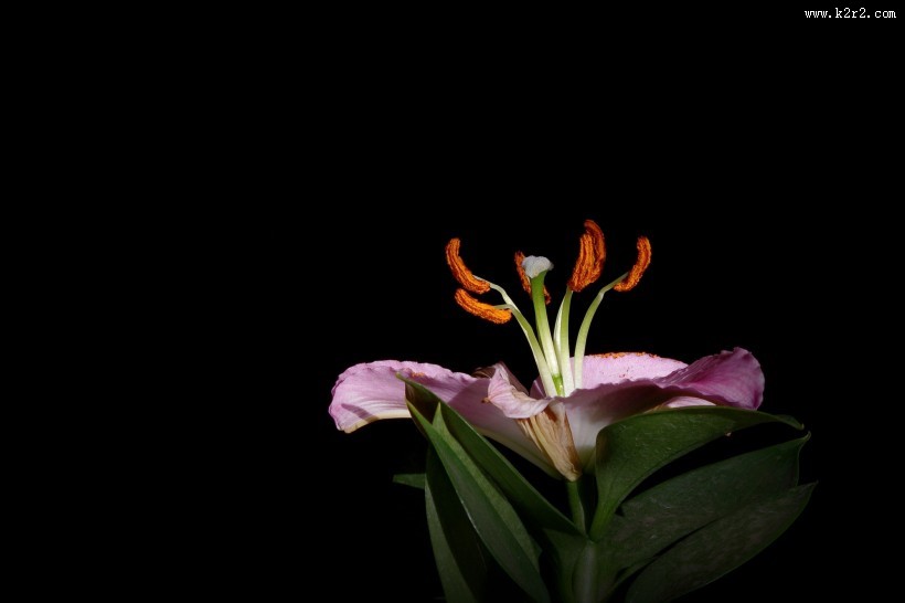 黑色背景下的百合花图片