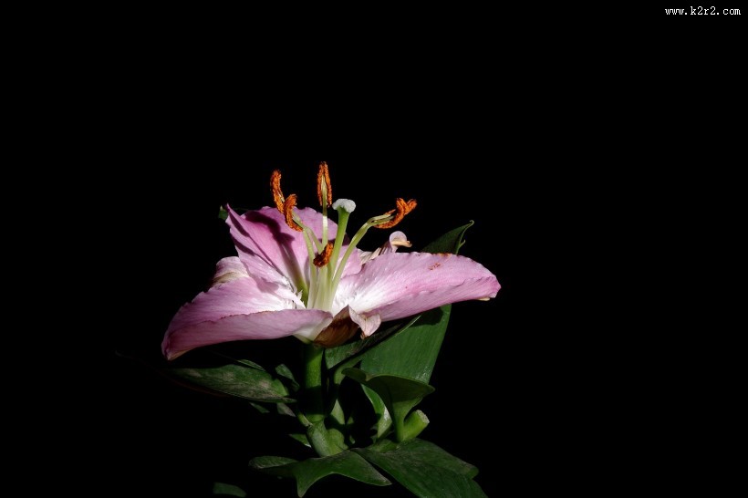 黑色背景下的百合花图片