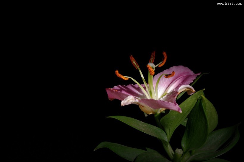 黑色背景下的百合花图片