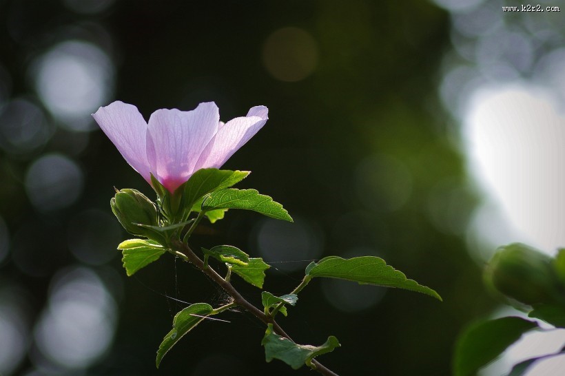 木槿花图片大全