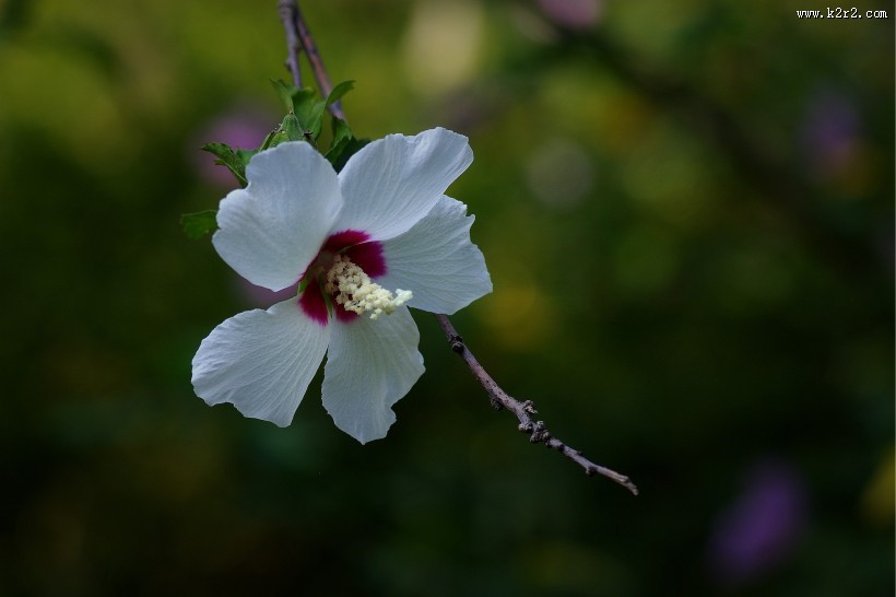 木槿花图片大全