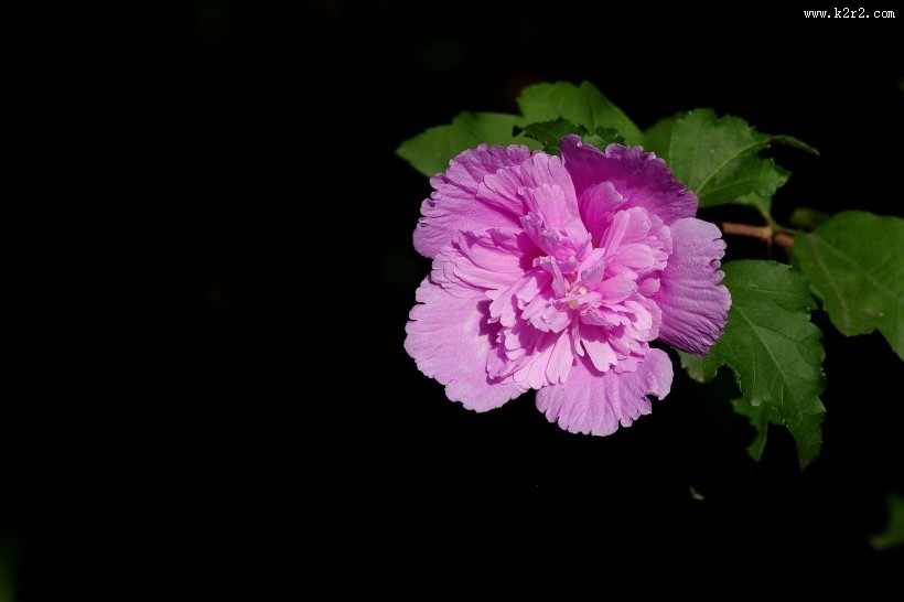 木槿花图片大全