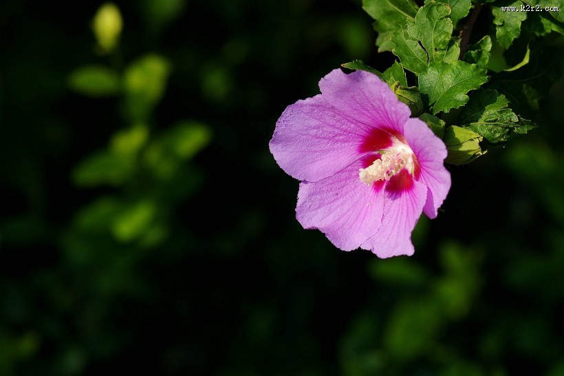 木槿花图片大全