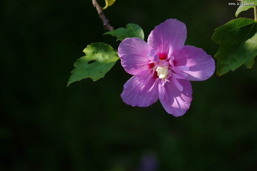 木槿花图片大全