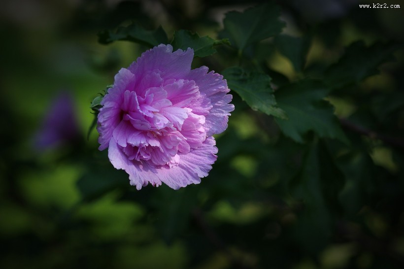 木槿花图片大全