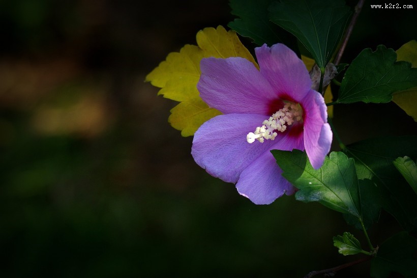 木槿花图片大全
