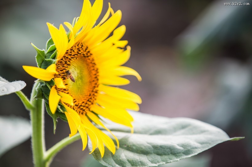 向日葵图片大全