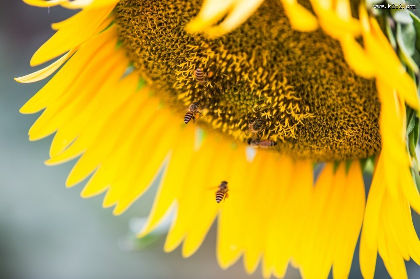 向日葵图片大全