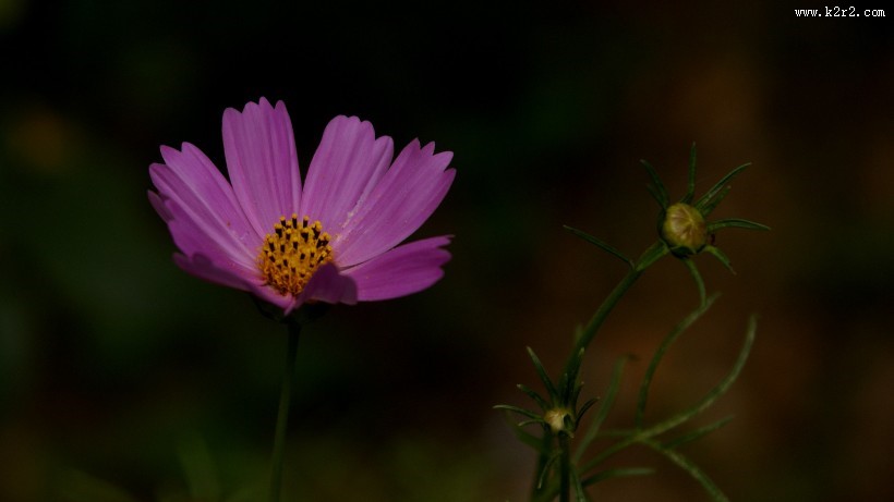 格桑花图片大全