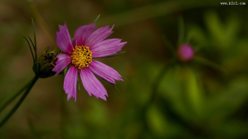 格桑花图片大全