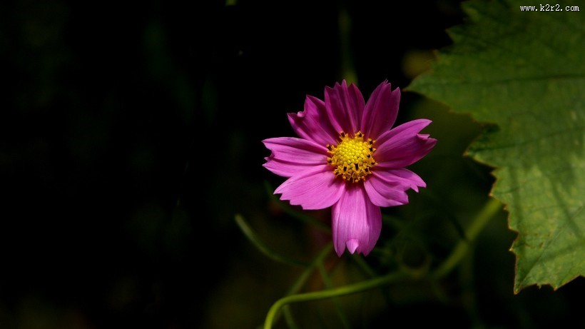 格桑花图片大全