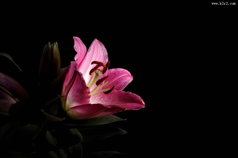 粉色百合花图片