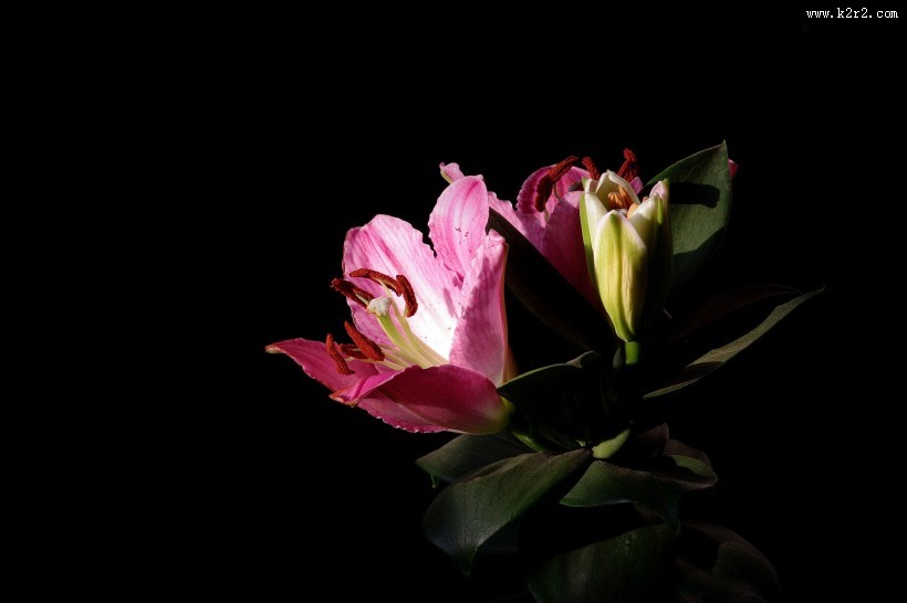 粉色百合花图片