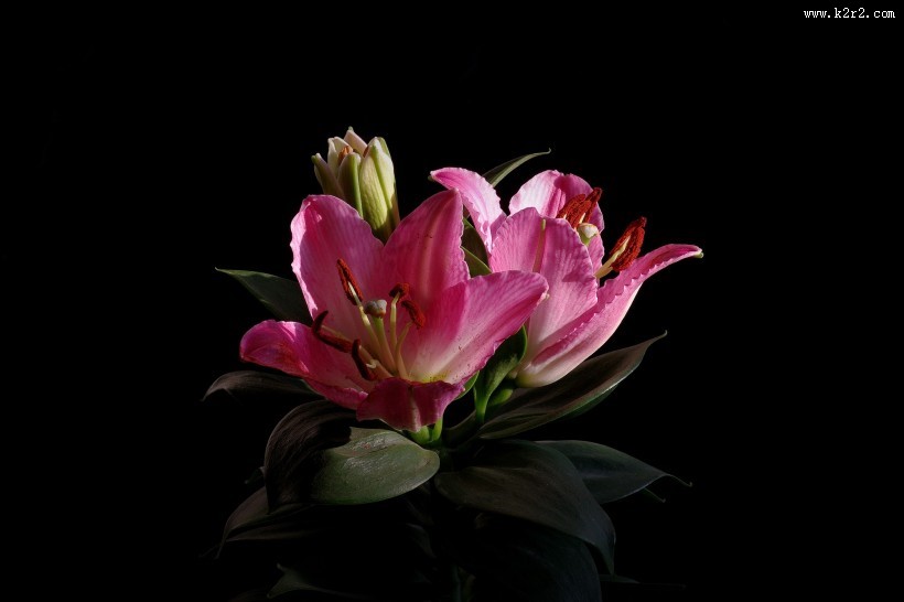 粉色百合花图片