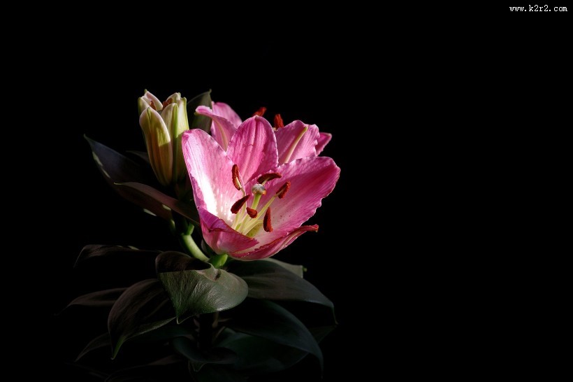 粉色百合花图片