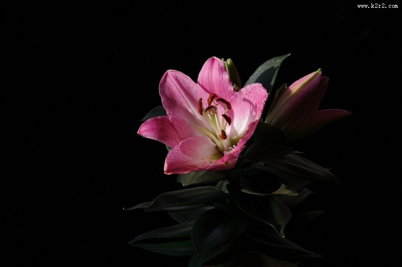 粉色百合花图片