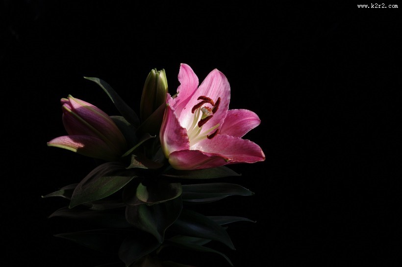 粉色百合花图片