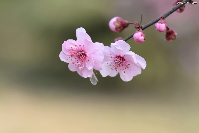 紫叶桃图片大全