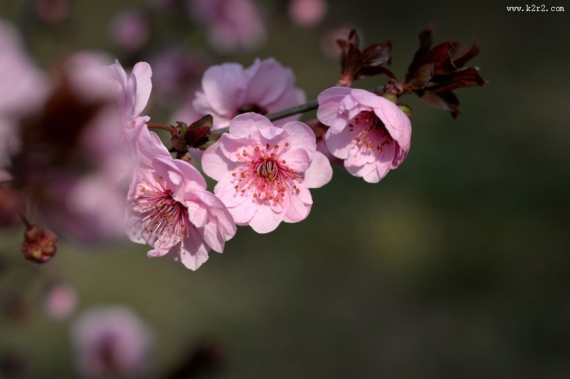 紫叶桃图片大全