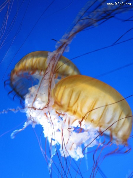 海洋中的水母图片大全