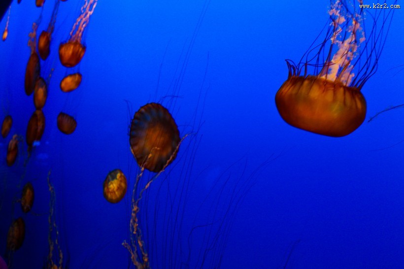 海洋中的水母图片大全