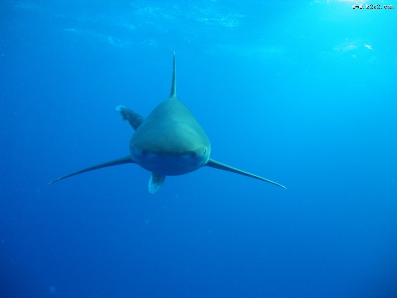 海洋中的鲨鱼图片