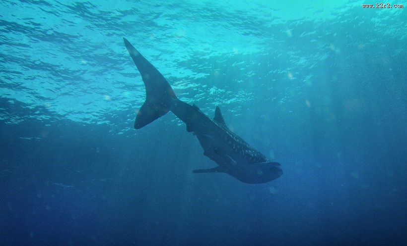 海洋中的鲨鱼图片