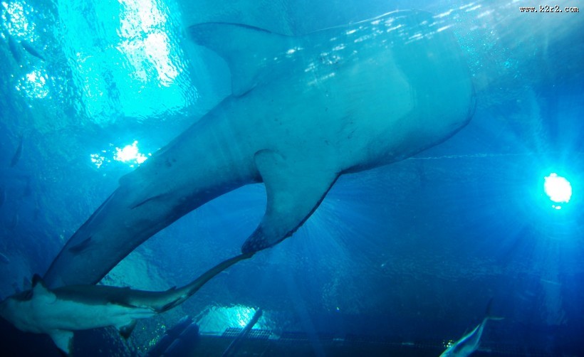 海洋中的鲨鱼图片