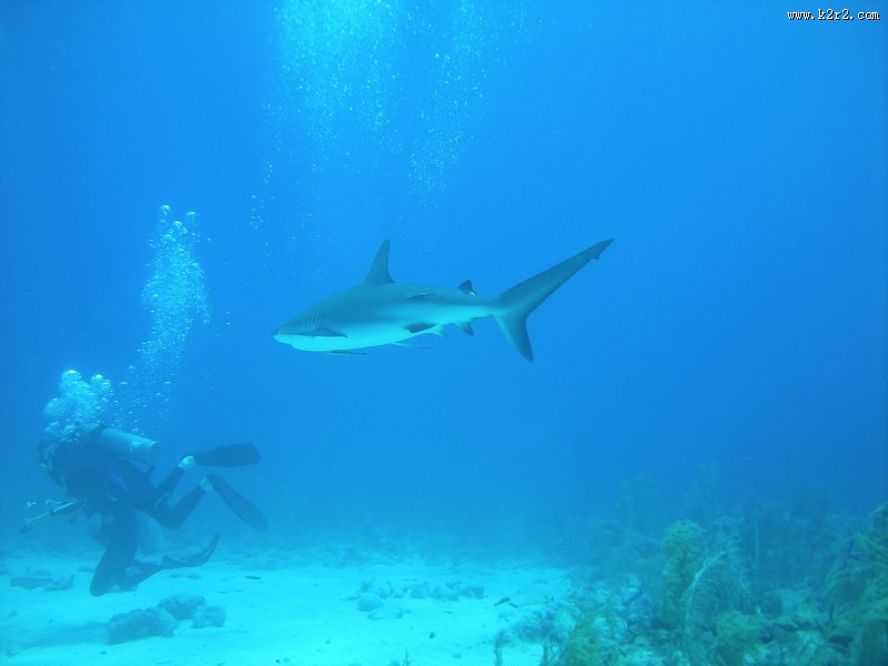 海洋中的鲨鱼图片