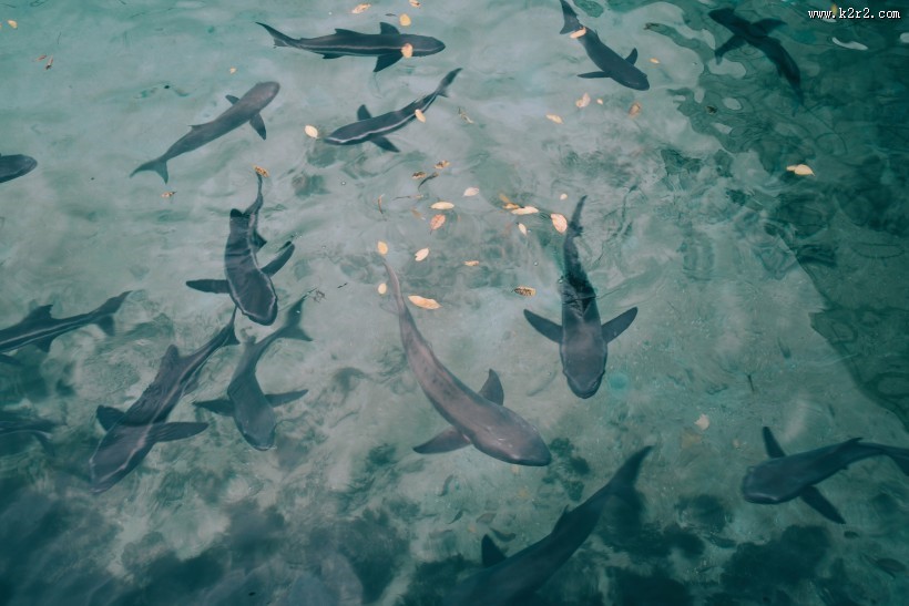 大海里的鲨鱼图片