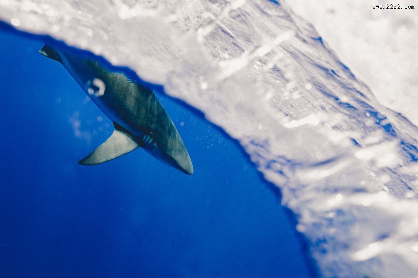 大海里的鲨鱼图片