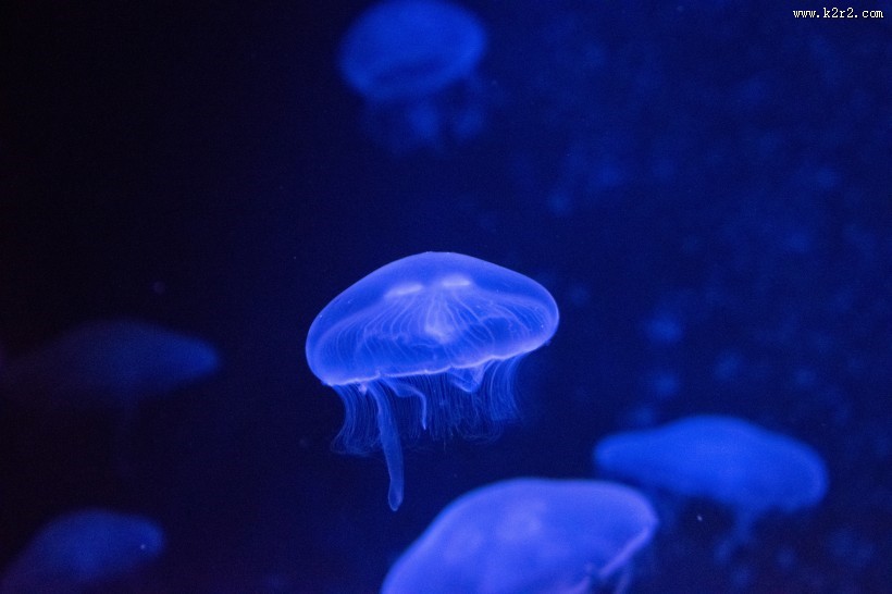 软绵绵的水母图片