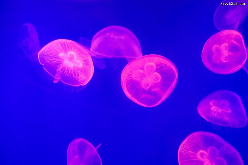 软绵绵的水母图片