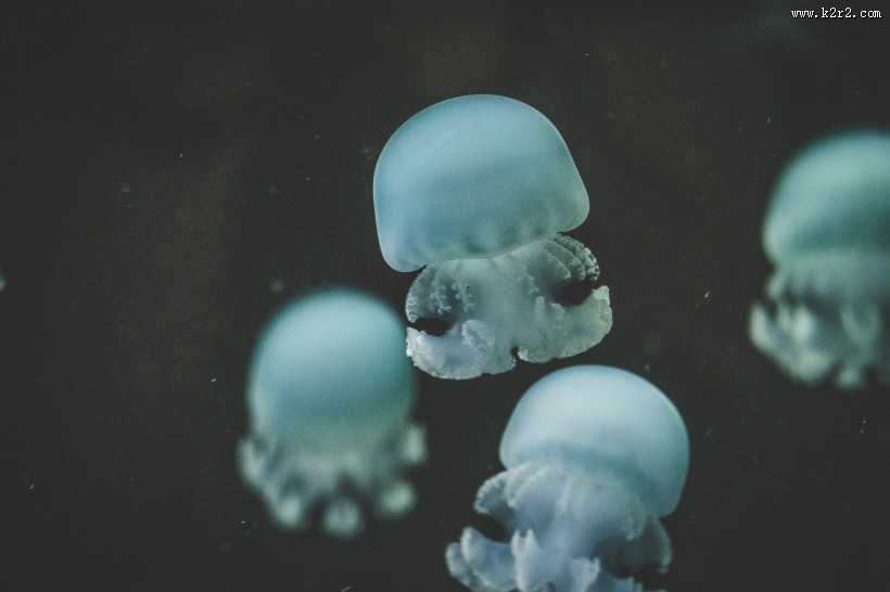 软绵绵的水母图片