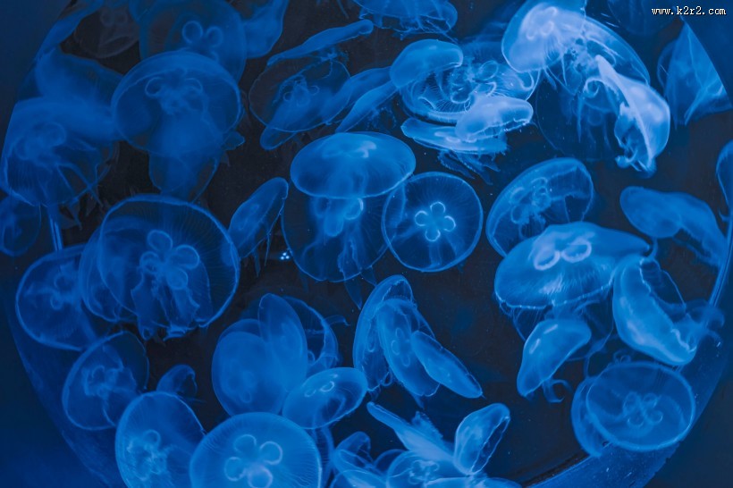 软绵绵的水母图片