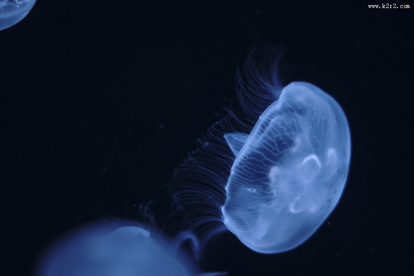 软绵绵的水母图片