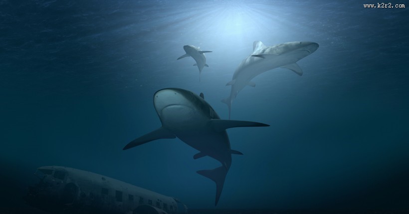 海洋中的鲨鱼图片